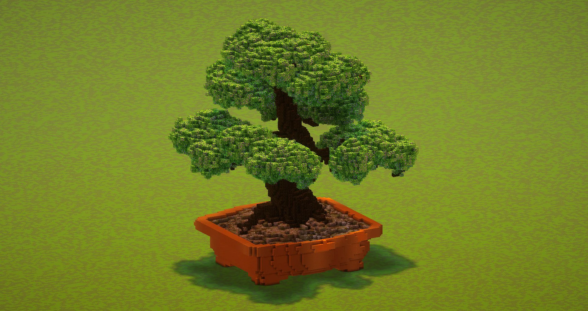 Bonsai tree